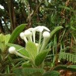 Psychotria pulchrebracteata Blüte