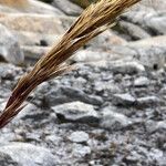 Cortaderia pungens Flower