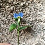 Commelina communis Bloem