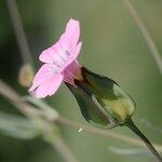 Vaccaria hispanica 花