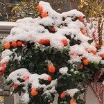 Solanum pseudocapsicum Ovoce