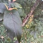 Malus hupehensis Leaf