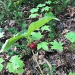 Trillium cernuum Fruit