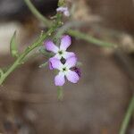 Matthiola tricuspidata Flower