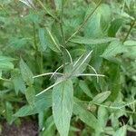 Epilobium roseum Lehti