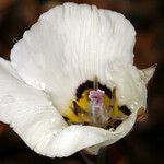 Calochortus bruneaunis Fiore