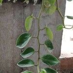 Peperomia scandens Leaf