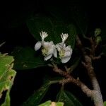 Quararibea bracteolosa Otro