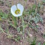 Calochortus gunnisonii Φύλλο