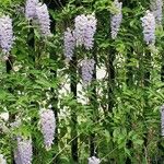 Wisteria frutescensFlower