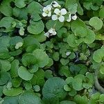 Nasturtium officinale Levél