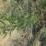 Eupatorium altissimum Leaf