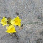 Linaria polygalifolia Flower