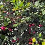 Syzygium paniculatum Плід