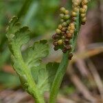 Botrychium matricariifolium Other