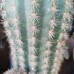 Echinopsis huascha Corteza