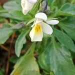 Viola arvensis Žiedas