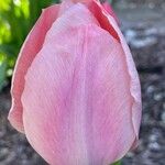 Tulipa grengiolensis Flower