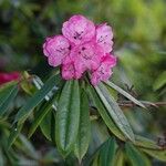 Rhododendron pachytrichum Λουλούδι