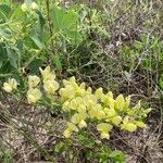 Baptisia nuttalliana