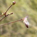 Genlisea angolensis Flor
