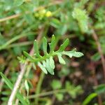 Sisymbrella aspera Leaf