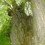 Salix babylonica Corteza