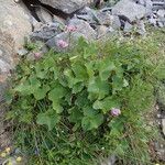 Adenostyles alpina Libunga