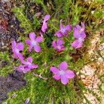 Phlox caespitosa Floare