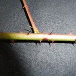 Rubus nessensis Bark