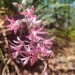 Dipodium variegatum Flor