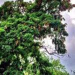 Albizia lebbeck Habitus