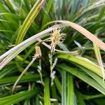Carex foliosissima Flor