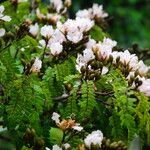 Tessmannia anomala Flor