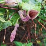 Aristolochia baetica Blüte