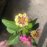 Lantana camaraFlower