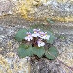 Cymbalaria muralisCvet