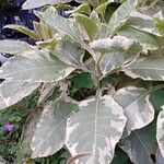 Nicotiana tomentosa Hábito