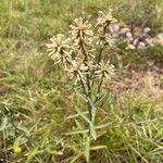 Pterocaulon alopecuroides Plante entière