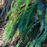 Blechnum spicant Hostoa