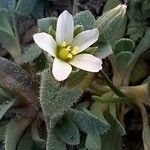 Holosteum umbellatum Floare
