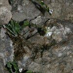 Draba dubia Otro