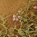 Fagonia indica Blomst