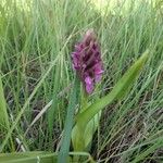 Dactylorhiza incarnataFlower