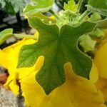 Uncarina peltata Leaf