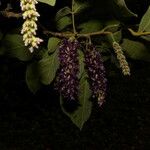 Lonchocarpus phaseolifolius Flower