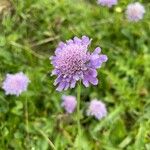 Scabiosa lucidaফুল