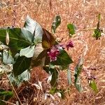 Asclepias cordifolia Habitat