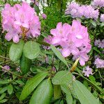 Rhododendron catawbiense ശീലം