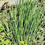 Juncus effusus List